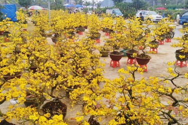 Giá xe ba gác chở hàng cận tết